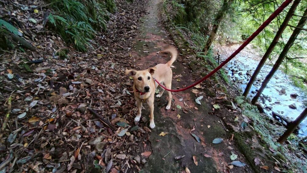 常清滝からの帰り道